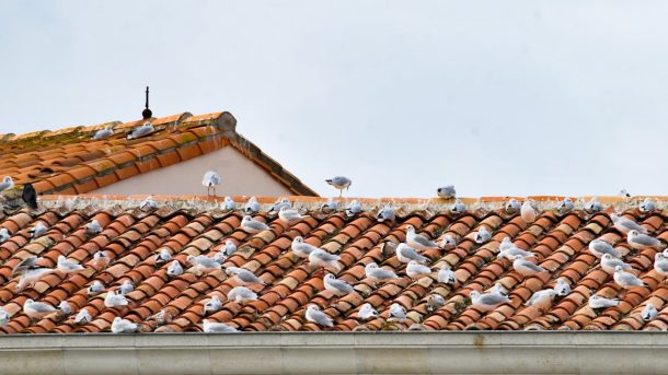 Bird proofing systems installed on roof and balcony areas for effective urban pest control